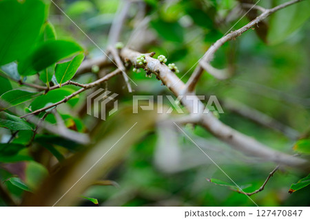 Scenery of the botanical garden: Tropical Dream Center 127470847