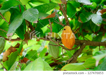 可可果熱帶夢想中心 127470853