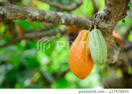 Cacao Fruit Tropical Dream Center 127470855