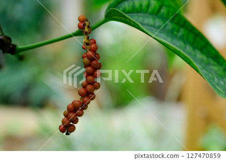 胡椒熱帶夢想中心 127470859