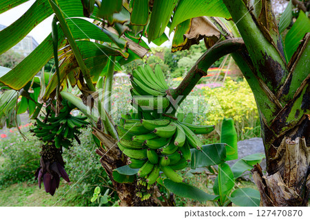 香蕉水果熱帶夢想中心 127470870