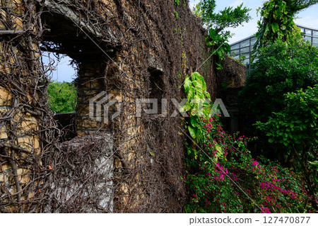 植物園風景:熱帶夢想中心 植物園風景:熱帶夢想中心 127470877