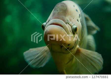 熱帶魚熱帶夢想中心 127470881