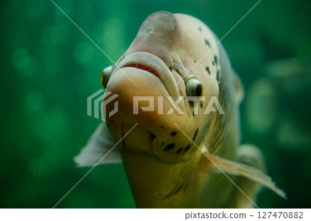 熱帶魚熱帶夢想中心 127470882