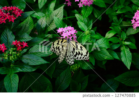 Flowers and Butterfly Tropical Dream Center 127470885