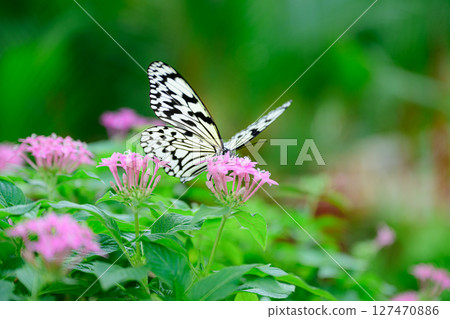 花蝴蝶熱帶夢幻中心 花蝴蝶熱帶夢幻中心 127470886