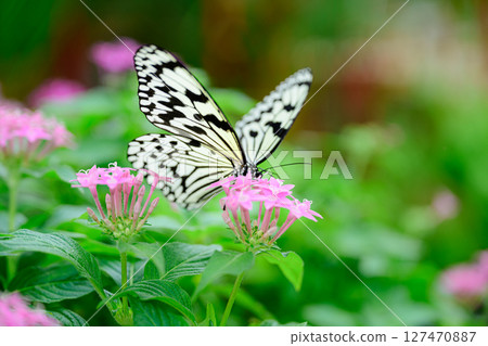 花蝴蝶熱帶夢幻中心 127470887