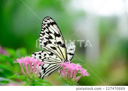 花蝴蝶熱帶夢幻中心 127470889