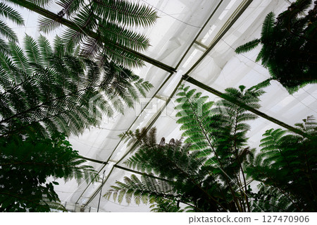 Scenery of the botanical garden: Tropical Dream Center Scenery of the botanical garden: Tropical Dream Center 127470906