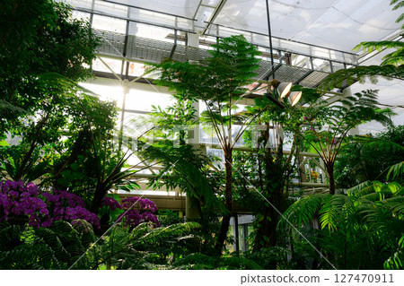Scenery of the botanical garden: Tropical Dream Center 127470911