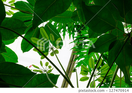 Scenery of the botanical garden: Tropical Dream Center Scenery of the botanical garden: Tropical Dream Center 127470914
