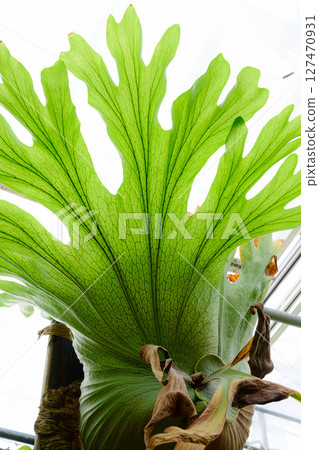 植物園風景：熱帶夢想中心 127470931