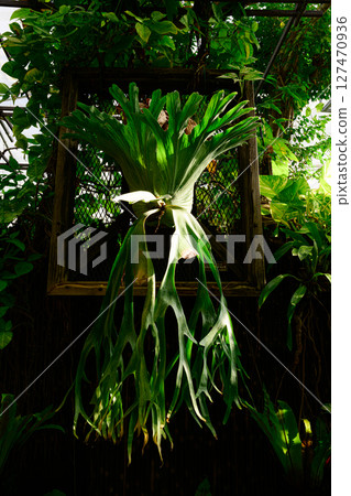 Scenery of the botanical garden: Tropical Dream Center Scenery of the botanical garden: Tropical Dream Center 127470936