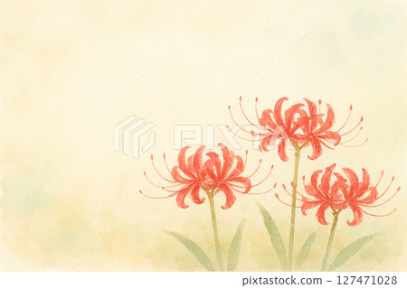 red spider lily red spider lily 127471028