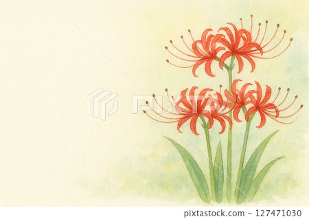 red spider lily 127471030