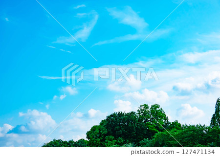 Blue sky, clouds and grove 127471134