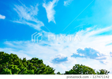 Blue sky, clouds and grove 127471142