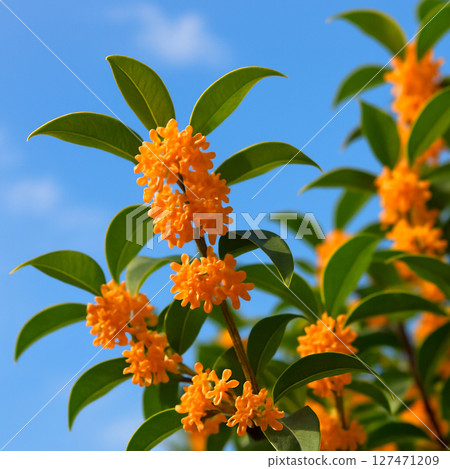 藍天映襯下的金色桂花特寫 127471209