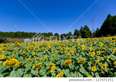 向日葵田 127471351