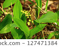 Lily of the valley in Rokka no Mori 127471384