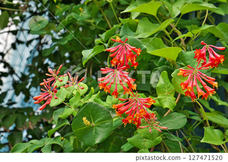 紅鳶尾（夏季，六月） 127471520