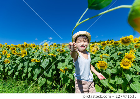 Little boy playing in sunflower field 127471533