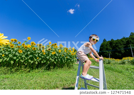 Little boy playing in sunflower field 127471548