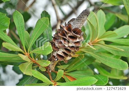 Banksia integrifolia 果實（夏季，六月） 127471629