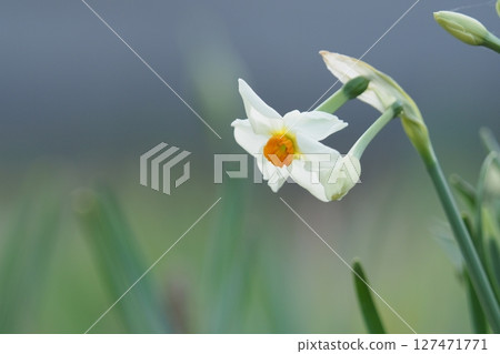 Japanese daffodil flower Japanese daffodil flower 127471771