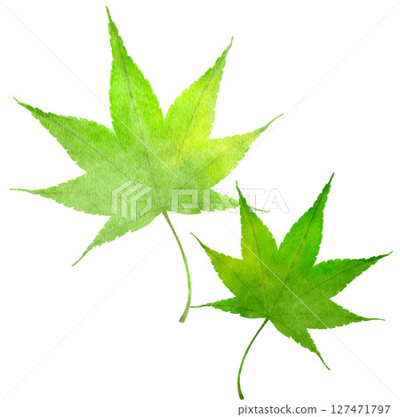 楓綠水彩日式插畫 楓綠水彩日式插畫 127471797