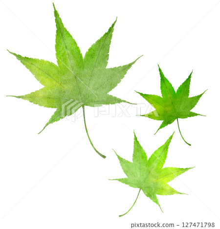 楓綠水彩日式插畫 楓綠水彩日式插畫 127471798