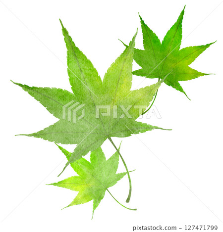 楓綠水彩日式插畫 127471799