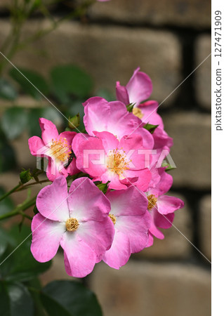 Siesta Rose Siesta Rose 127471909