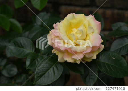 Peace · rose Peace · rose 127471910