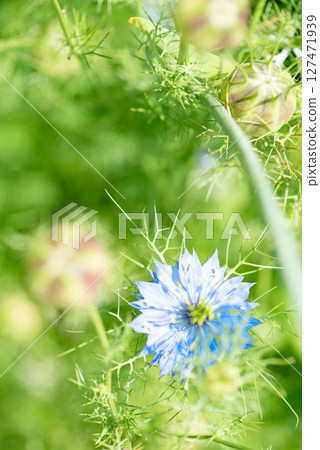 Blue Nigella Flower Blue Nigella Flower 127471939