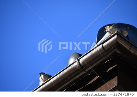 Sparrow, roof and blue sky 127471970