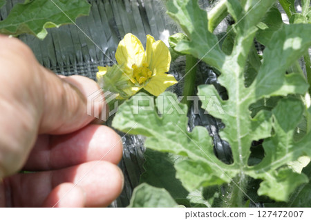 Seedless watermelon flower arrangement 127472007
