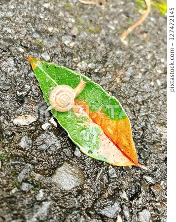 蝸牛和葉子 蝸牛和葉子 127472145