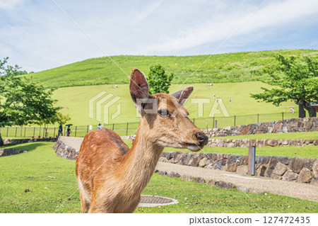 Deer at the foot of Mount Wakakusa, Nara Park 127472435