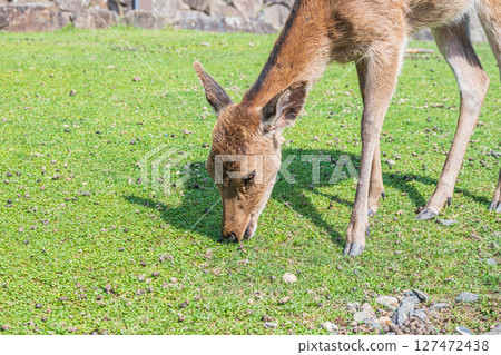 奈良公園的鹿吃草 127472438