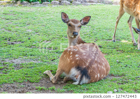 奈良公園若草山腳下的鹿 127472443