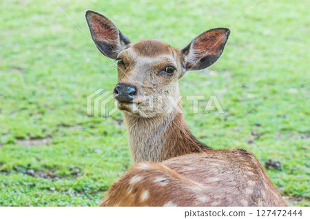 Deer at the foot of Mount Wakakusa, Nara Park Deer at the foot of Mount Wakakusa, Nara Park 127472444