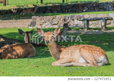 奈良公園若草山腳下的鹿 127472451