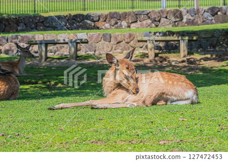奈良公園若草山腳下的鹿 127472453