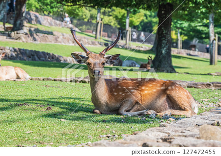奈良公園若草山腳下的鹿 奈良公園若草山腳下的鹿 127472455
