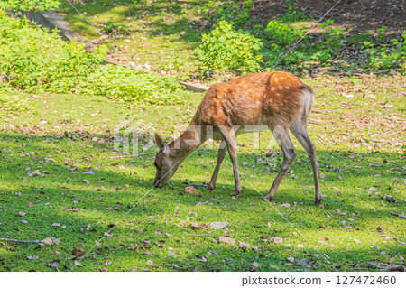 奈良公園的鹿吃草 127472460