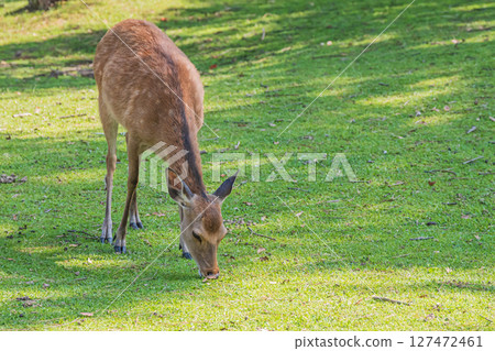 奈良公園的鹿吃草 奈良公園的鹿吃草 127472461