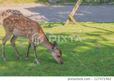 奈良公園的鹿 127472462