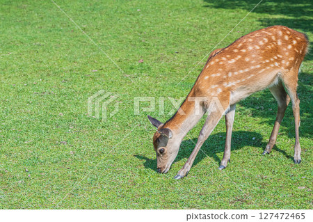 奈良公園的鹿 127472465