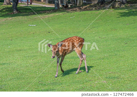 奈良公園的鹿 奈良公園的鹿 127472466